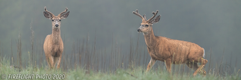 wildlife;deer;whitetail;buck;Odocoileus virginianus;Fog;Pan;Panoramic;Yellowstone;WY