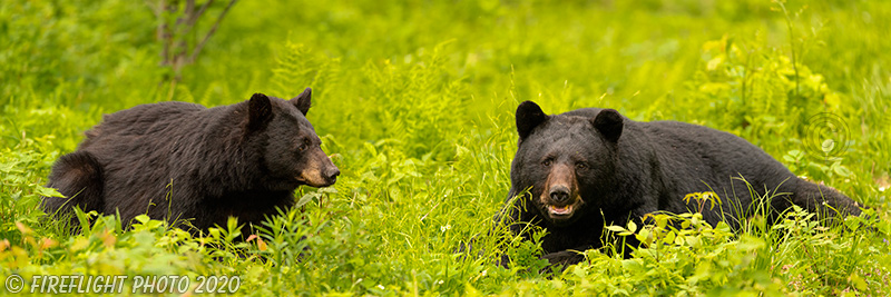 wildlife;bear;bears;black bear;Ursus americanus;Pan;Panoramic;Northern NH;NH