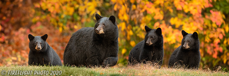 wildlife;Panoramic;Pan;bear;bears;black bear;Ursus americanus;Cubs;Foliage;Northern NH;NH