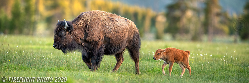 Wildlife;Panoramic;Pan;Bison;Bison Bison;calf;field;grass;yellowstone np;wyoming