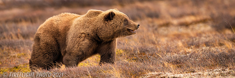 wildlife;bear;bears;grizzly bear;Ursus arctos horribilis;Panorama;Panoramic;Denali NP;AK;Alaska