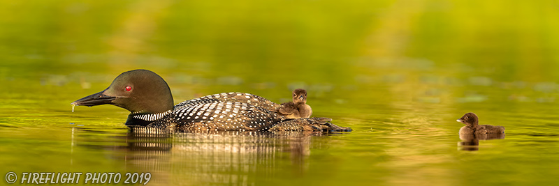Common loon;loon;Gavia immers;Northern NH;NH;chick;baby;sunset;pan;panoramic;D5