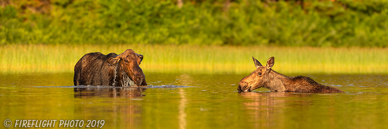 wildlife;Bull Moose;Moose;Alces alces;Pond;Calf;Maine;ME;pan;panoramic;D5;600mm