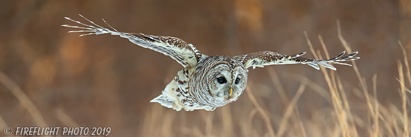 wildlife;owl;Strix varia;barred owl;raptor;bird of prey;pan;panoramic;MA;Massachusetts;2019