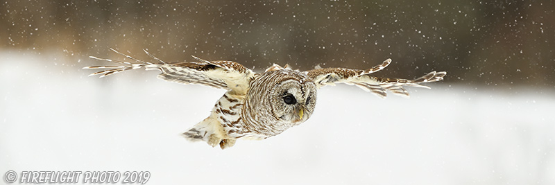 wildlife;owl;Strix varia;barred owl;raptor;bird of prey;snow;MA;Massachusetts;pan;panoramic;2019