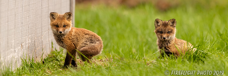 wildlife;Fox;Red Fox;Vulpes vulpes;kit;cub;Red;Pan;Panoramic;Grass;Lancaster;NH;D5;2019