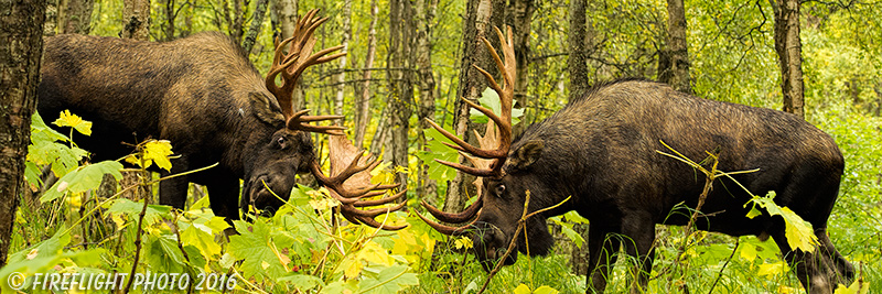 wildlife;Bull Moose;Moose;fight;sparring;Alces alces;Anchorage;Alaska;AK;D4s;2015
