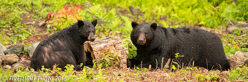 wildlife;bear;bears;black bear;Ursus americanus;Sugar Hill;NH;male;courting;D4s