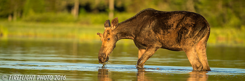 wildlife;Bull Moose;Moose;Alces alces;Lake;Water;North Maine;ME;Sunset;D4s;2015