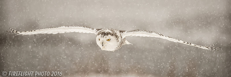 wildlife;snowy owl;bubo scandiacus;owl;raptor;bird of prey;snow;Rye Harbor;NH;D4