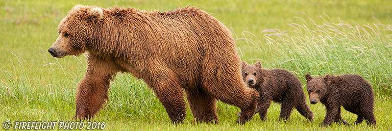 wildlife;Bear;Grizzly Bear;Brown Bear;Coastal Bear;Ursus Arctos;Cubs;Sow;Katmai NP;Hallo Bay