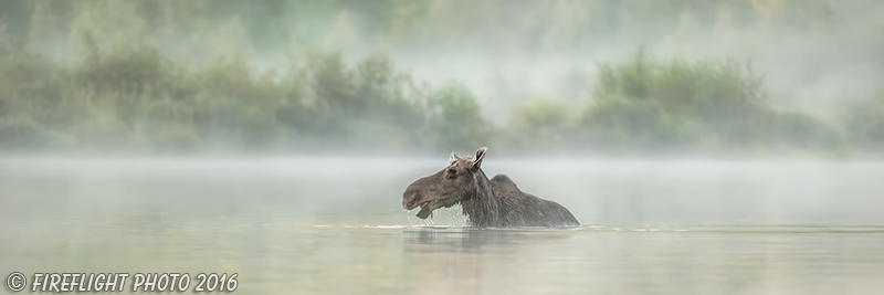 wildlife;Cow Moose;Moose;Alces alces;Lake;Water;fog North Maine;ME;D4s