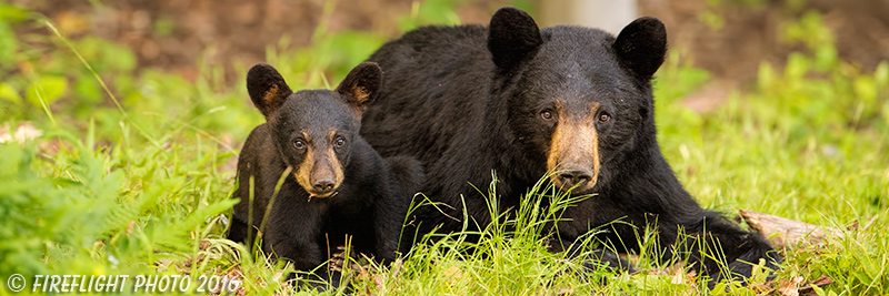 wildlife;bear;bears;black bear;Ursus americanus;Sugar Hill;NH;Cub;grass;D4s
