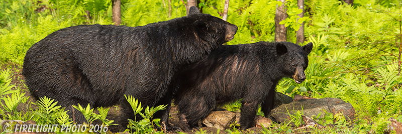 wildlife;bear;bears;black bear;Ursus americanus;Sugar Hill;NH;male;rocks;D4s;800mm