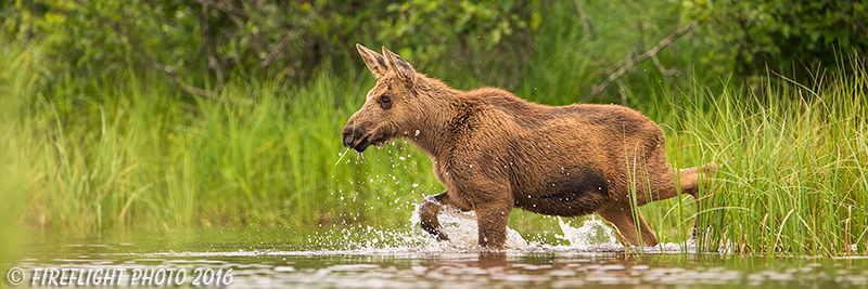 wildlife;calf Moose;Moose;Alces alces;Lake;Water;North Maine;ME;D4s;2015