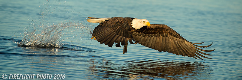 wildlife;Eagle;Raptor;Bald Eagle;Haliaeetus leucocephalus;Homer;Alaska;AK;D4s;2016