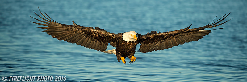 wildlife;Eagel;Bald Eagle;Haliaeetus leucocephalus;Homer;Alaska;AK;D4s;2016