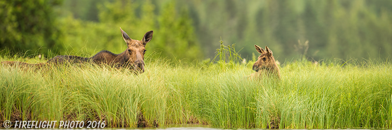 wildlife;Cow Moose;Moose;Alces alces;Lake;Pan;Panoramic;North Maine;ME;D4s;2015