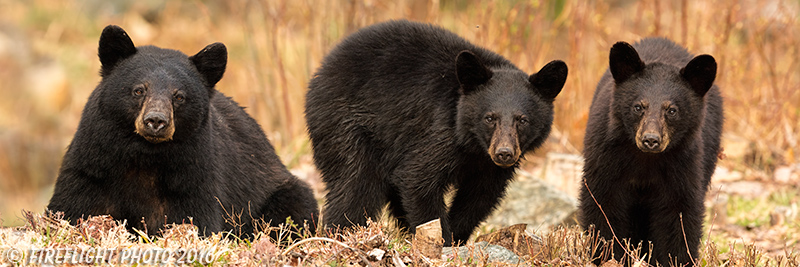 wildlife;bear;bears;black bear;Ursus americanus;Northern NH;NH;Cubs;Pan;Panoramic;D5