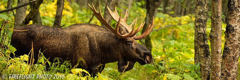 wildlife;Bull Moose;Moose;Alces alces;Woods;Trees;Alaska;AK;Pan;Panoramic