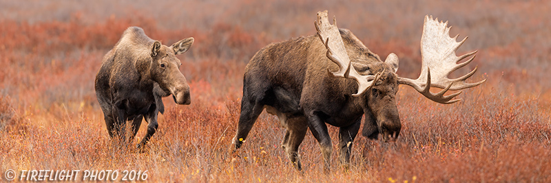 wildlife;Bull Moose;Cow;Love;Moose;Alces alces;Denali;Alaska;Pan;AK;D5;2016