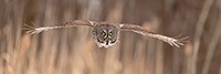 wildlife;raptor;owl;gray;grey;Strix-nebulosa;grass;pan;panoramic;Canada;D5;2017