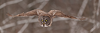 wildlife;raptor;owl;gray;grey;Strix-nebulosa;snow;pan;panoramic;Canada;D5;2017