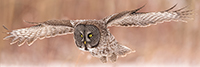 wildlife;raptor;owl;gray;grey;Strix-nebulosa;snow;pan;panoramic;Canada;D5;2017