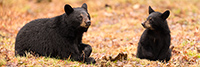 wildlife;bear;bears;black-bear;Ursus-americanus;North-NH;NH;Cub;Panroamic