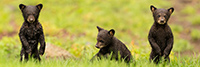 wildlife;bear;bears;black-bear;Ursus-americanus;Cubs;Panoramic;Wet;Northern-NH;NH