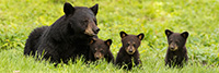 wildlife;bear;bears;black-bear;Ursus-americanus;Cubs;Panoramic;Northern-NH;NH