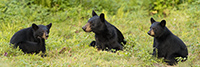 wildlife;bear;bears;black-bear;Ursus-americanus;Cubs;Panoramic;Northern-NH;NH