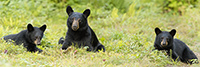wildlife;bear;bears;black-bear;Ursus-americanus;Cubs;Panoramic;Northern-NH;NH