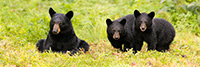 wildlife;bear;bears;black-bear;Ursus-americanus;Cubs;Panoramic;Northern-NH;NH