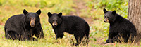 wildlife;bear;bears;black-bear;Ursus-americanus;Cubs;Panoramic;Northern-NH;NH