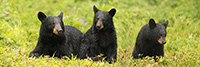 wildlife;bear;bears;black-bear;Ursus-americanus;Cubs;Panoramic;rain;Northern-NH;NH