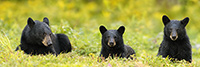 wildlife;bear;bears;black-bear;Ursus-americanus;Cubs;Panoramic;Northern-NH;NH