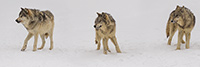 wildlife;Wolf;Wolves;Canis-Lupus;Pan;snow;Panoramic;Montana;MT;D5;2018