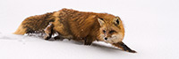 wildlife;Fox;Red-Fox;Vulpes-vulpes;Snow;Walking;Wyoming;WY;D850;2018