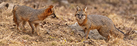 wildlife;Fox;Gray-Fox;Urocyon-cinereoargenteus;Grey;Pan;Panoramic;Easton;NH;D5;2018