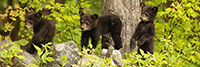 wildlife;bear;Cubs;Cub;black-bear;Ursus-americanus;North-NH;NH;Pan;Panoramic;D5