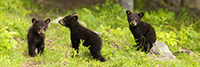 wildlife;bear;Cubs;Cub;black-bear;Ursus-americanus;North-NH;NH;Pan;Panoramic;D5