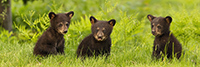 wildlife;bear;Cubs;Cub;black-bear;Ursus-americanus;North-NH;NH;Pan;Panoramic;D5