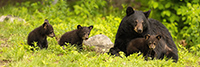 wildlife;bear;bears;black-bear;Ursus-americanus;Cub;Cubs;Pan;Panoramic;North-NH;NH;D5