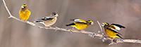wildlife;bird;Evening-Grosbeak;Coccothraustes-vespertinus;Pan;Panoramic;Easton;NH