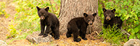 wildlife;bear;bears;black-bear;Ursus-americanus;Cubs;Pan;Panoramic;Northern-NH;NH