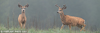 wildlife;deer;whitetail;buck;Odocoileus-virginianus;Fog;Pan;Panoramic;Yellowstone;WY