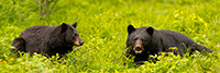 wildlife;bear;bears;black-bear;Ursus-americanus;Pan;Panoramic;Northern-NH;NH