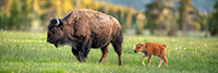 Wildlife;Panoramic;Pan;Bison;Bison-Bison;calf;field;grass;yellowstone-np;wyoming