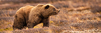 wildlife;bear;bears;grizzly-bear;Ursus-arctos-horribilis;Panorama;Panoramic;Denali-NP;AK;Alaska